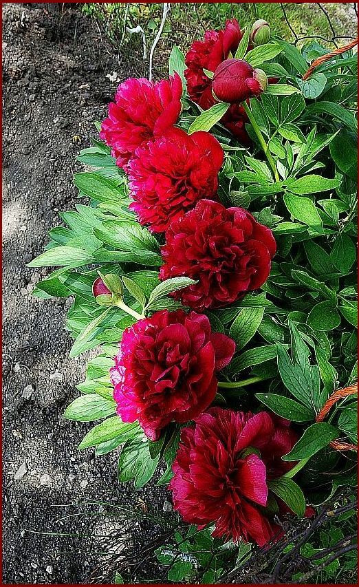 Traditionell in jedem Bauerngarten