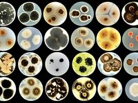 Innovative Fassadenfarbe: Mikroorganismen schützen Gebäude und Umwelt