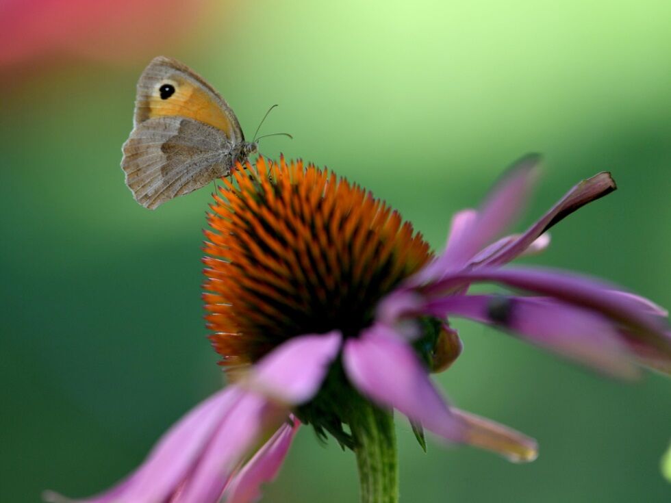 Innsbruški raziskovalci optimizirali prepoznavanje metuljev s pomočjo umetne inteligence