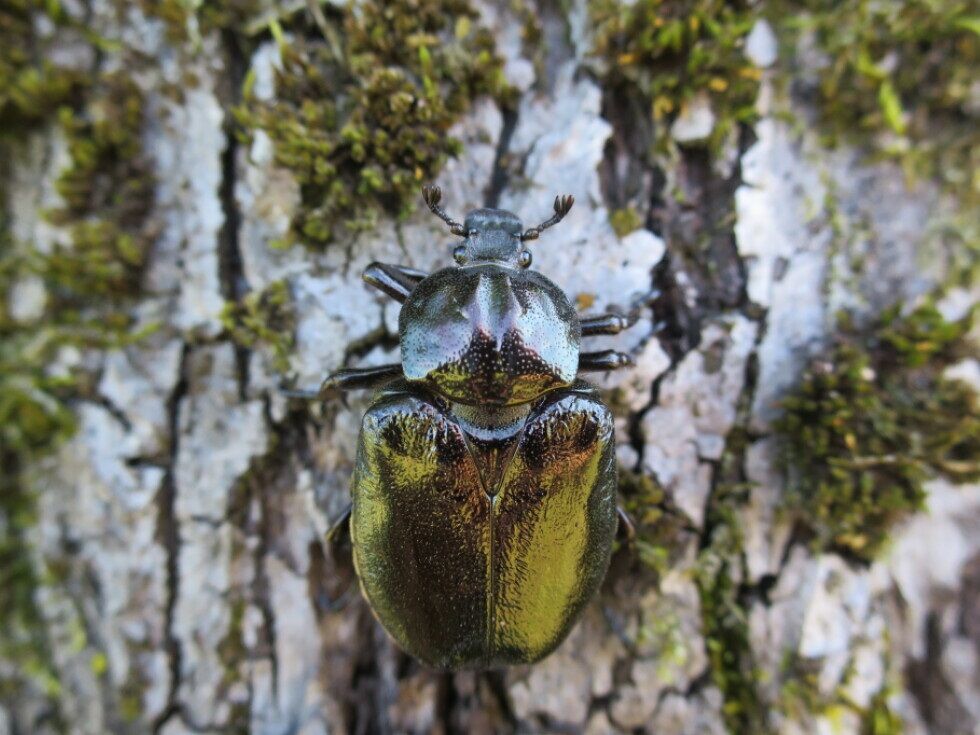 Zaradi napada insektov v Evropi umira vse več dreves