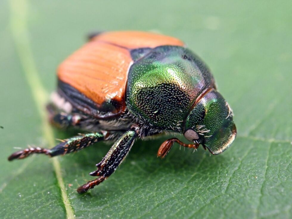 Japonski hrošč, invazivni škodljivec, odkrit na Tirolskem po prvem odkritju v Avstriji