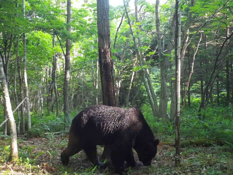 Japan lockert wegen Bärenangriffen die Waffengesetze