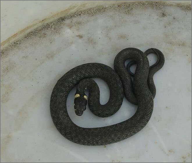 Junge Ringelnatter ---- 