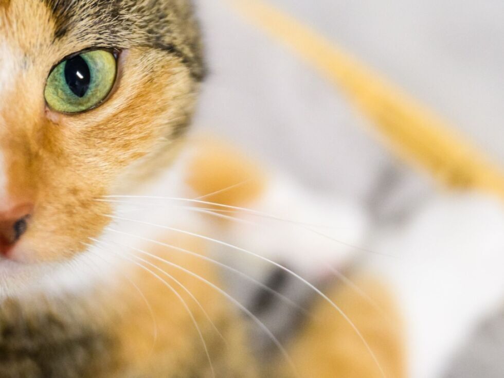 Katzen in Amsterdam bekommen Rettungstreppen