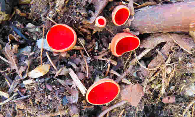 Scharlachroter Kelchbecherling
