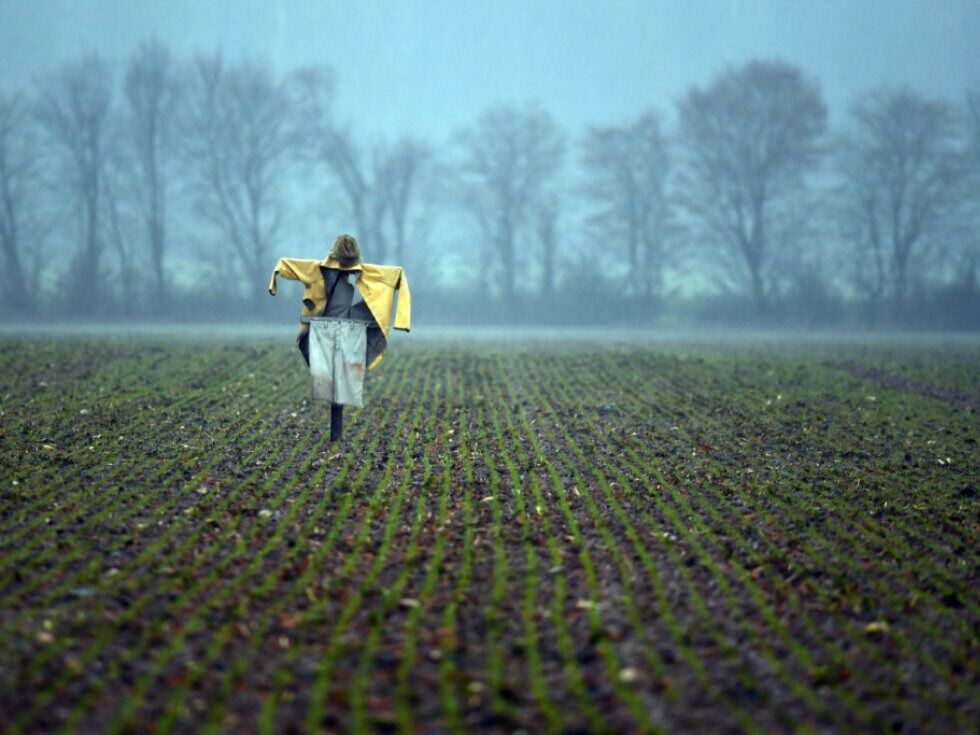 Švicarska raziskovalna ustanova Agroscope s pomočjo umetne inteligence poskuša prelisičiti vrane