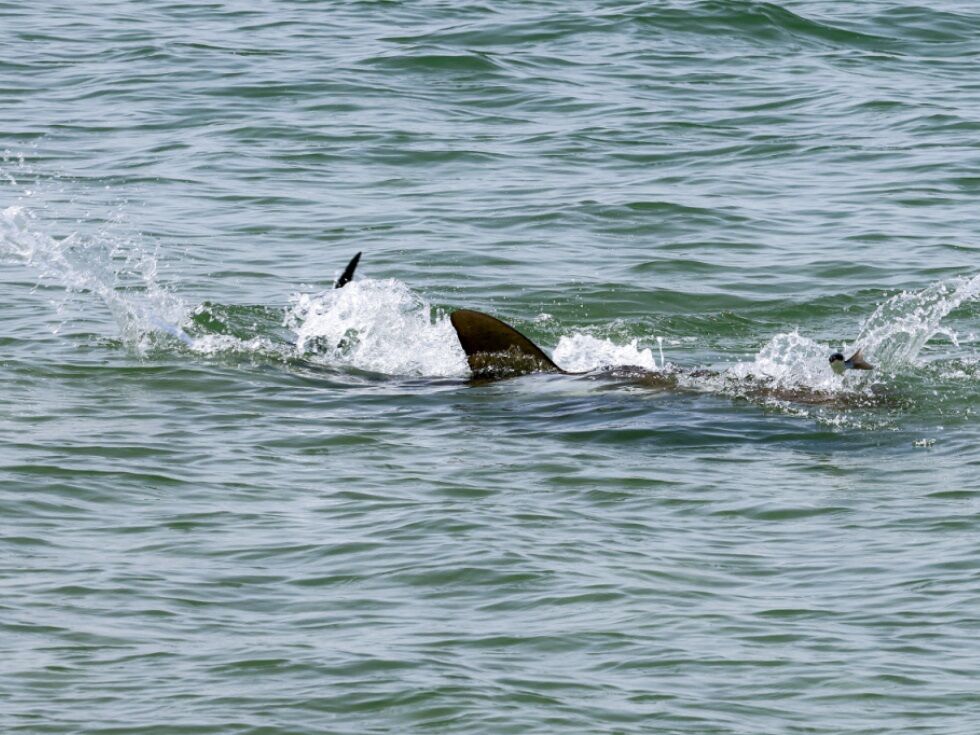 Kind von Hai vor Französisch-Polynesien schwer verletzt