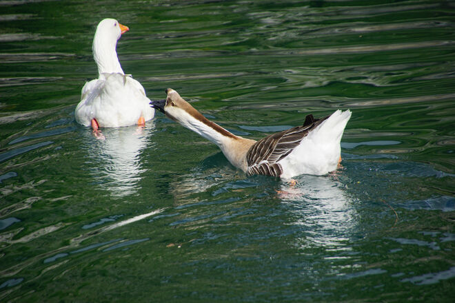 bleib doch stehen...du Gans!