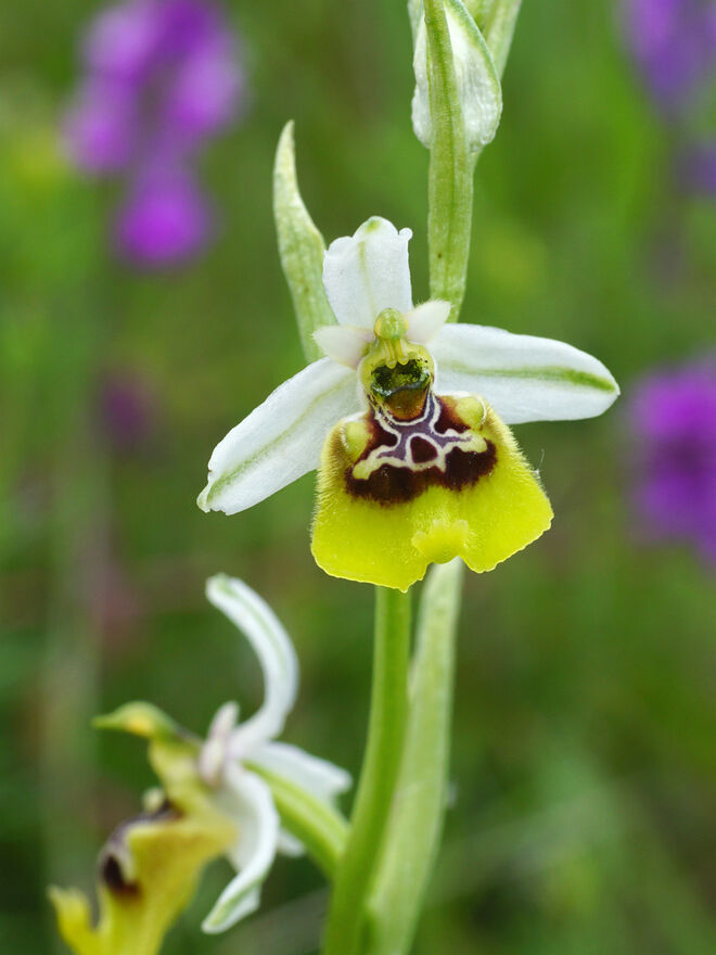 lacaitae x holoserica, Vandra / Isernia