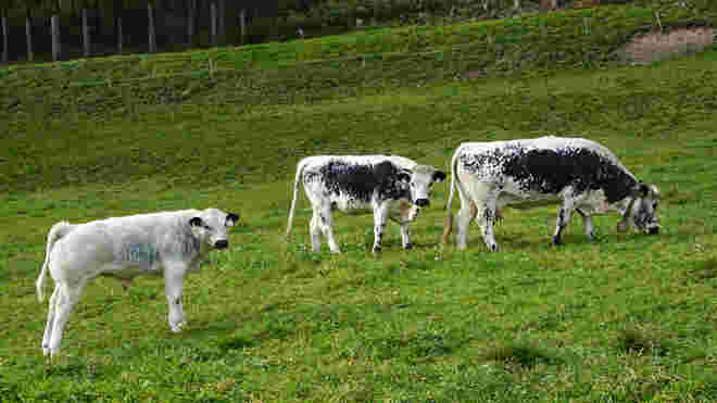 Seltenes Sprinzen Trio