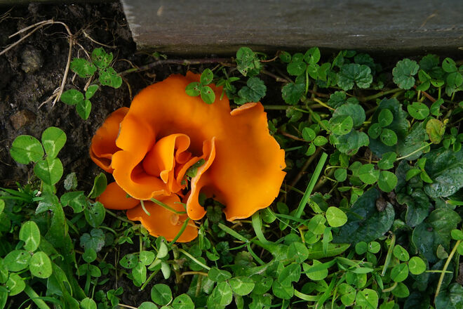 neue Art !!!:  Rosen-Becherling... ;-)