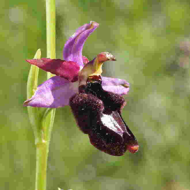 Ophrys benacensis