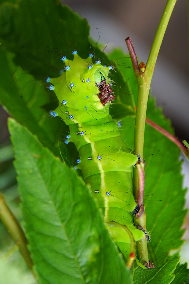 Klimawandel-Nutznießer