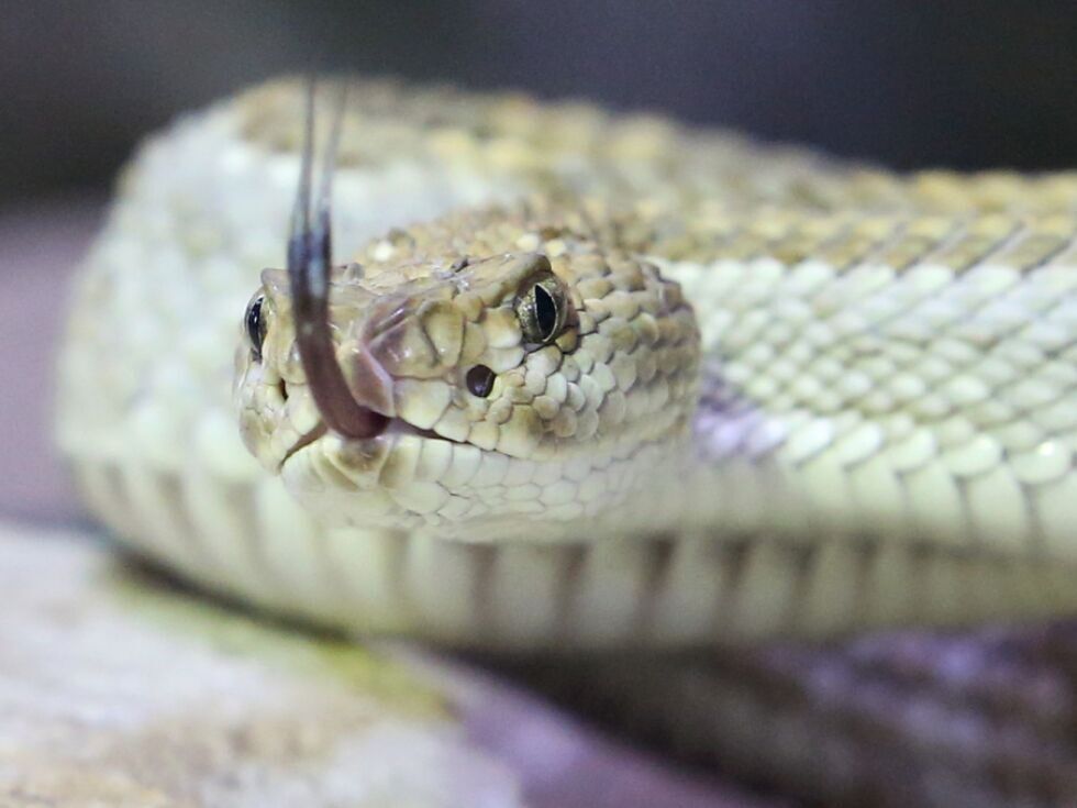 Klapperschlange beißt Mann in Deutschland ins Gesicht