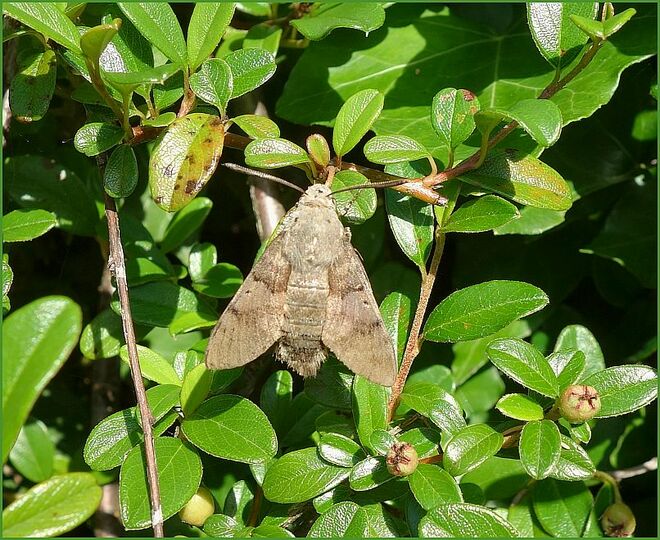 . . . der kleine Schwirrfalter . . . . 