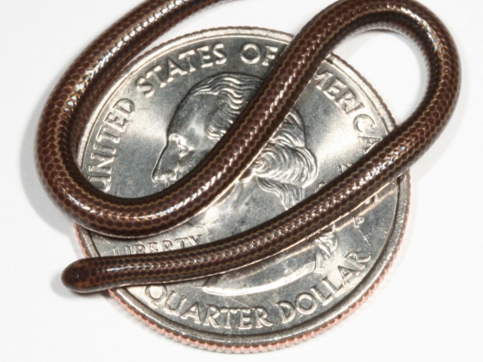 Kleinste Schlange der Welt nach 20 Jahren wiederentdeckt