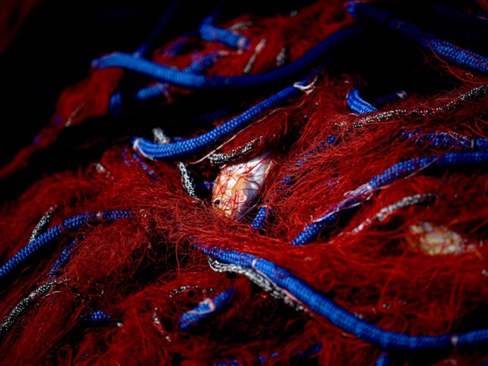 Klimatske spremembe močno vplivajo na ribje stale v Sredozemlju