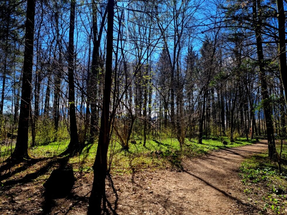 Klimatske spremembe in škoda zaradi divjadi največji problem za avstrijske gozdove