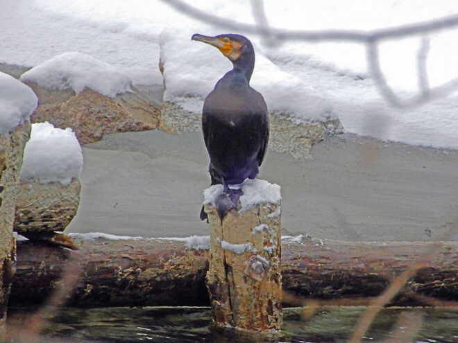 Kormoran auch an der oberen Salzach