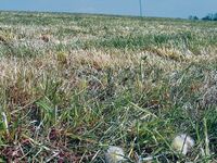 Kürzungen bei Agrarförderung: Gefahr für Kleinbetriebe im Tennengau