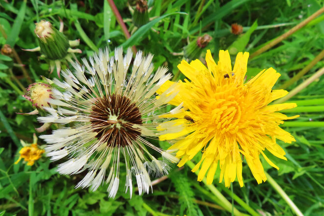 Löwenzahn: Blüh- und Verblühstaidum