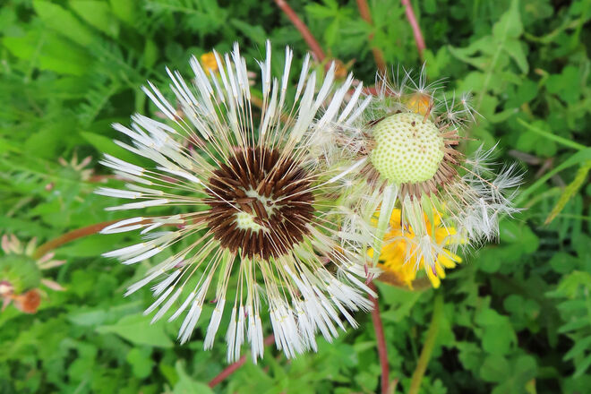 Löwenzahn: Blüh- und Verblühstadium 2