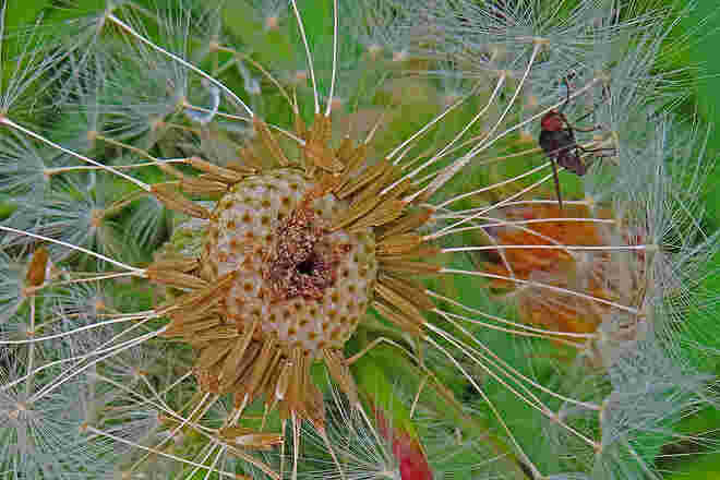 Schwieriges Gelände für Insekten