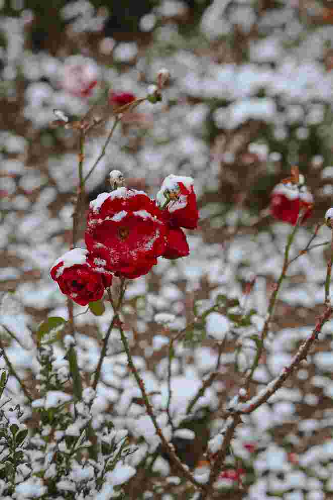 Mirabellgarten