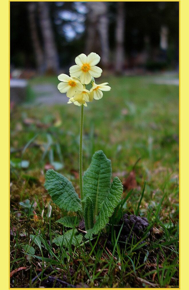 . . . leuchten will ich . . . 