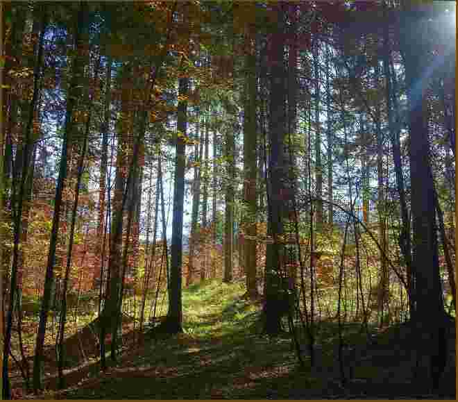 . . . durchsonnter Mischwald
