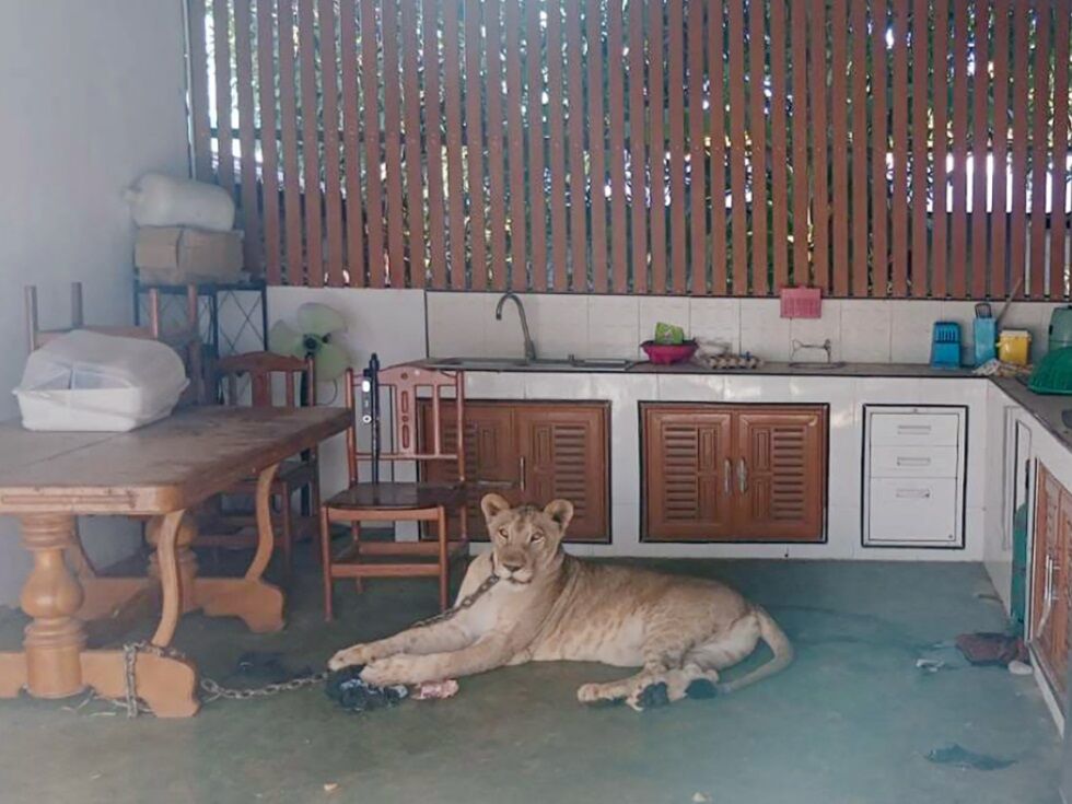 V Tajski lev pobegnil in napadel dečka, lastniku grozi zapor
