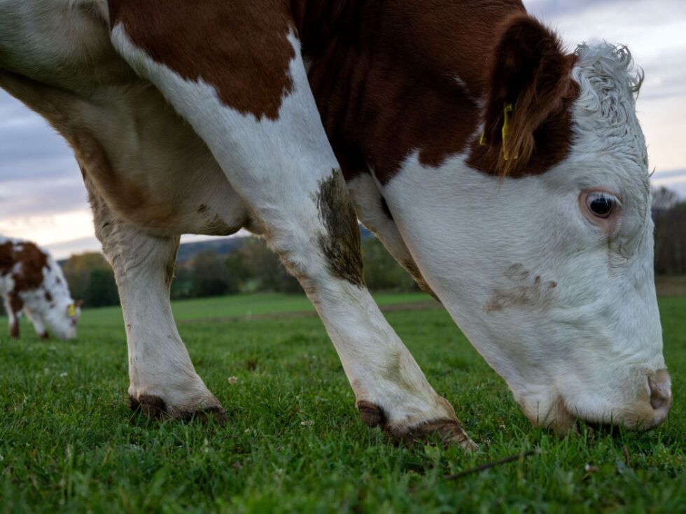 Lumpy Skin Disease - Die Lage in Österreich und Europa