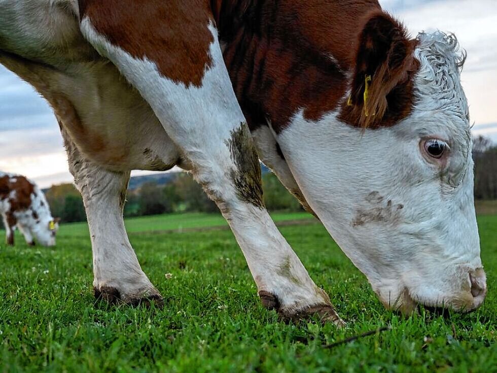 Lumpy Skin Disease: "So nah war die Krankheit noch nie" - die Lage in Österreich und Europa
