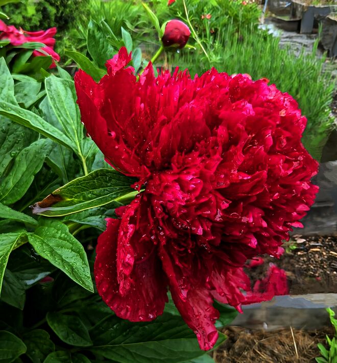 . . . . . mehr Tropfen konnte sie nicht fassen . . . 