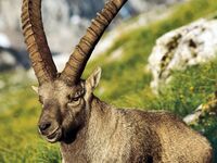 Mehr Platz für Steinböcke im Lungau