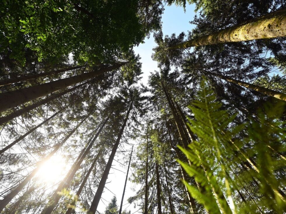 Povečan dušik v tleh vpliva na rast iglavcev