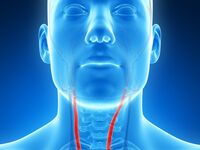 Mikro- und Nanoplastik in der Halsschlagader entdeckt