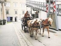 Mit 36 Jahren: Fiakerstute trottet immer noch