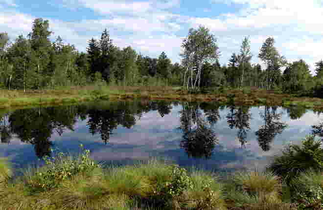 Stille Idylle im Moor