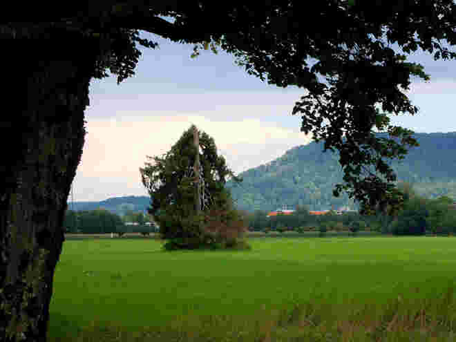 der besondere Baum