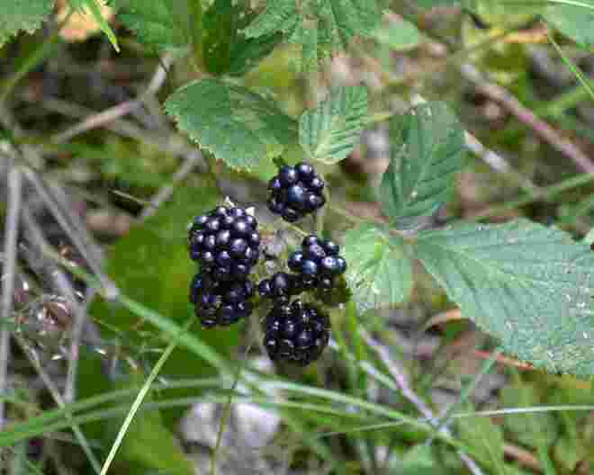 Die ersten Brombeeren
