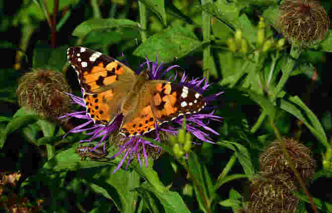 Distelfalter