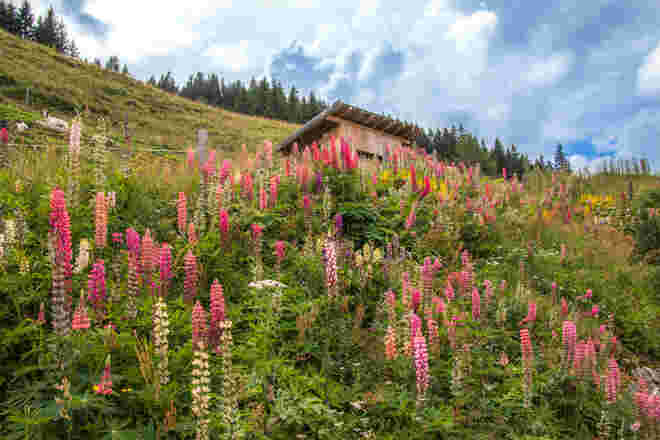 Lupinien auf der Bärschlagalm