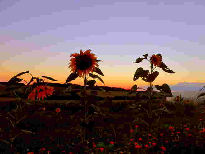 Sonnenblumen im Abendlicht