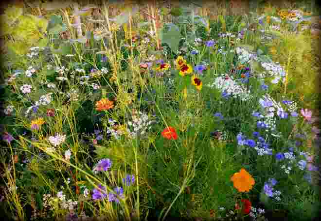 Blumen am Feldrand