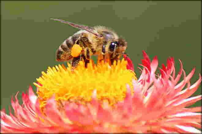 voll bepackt auf der Strohblume...