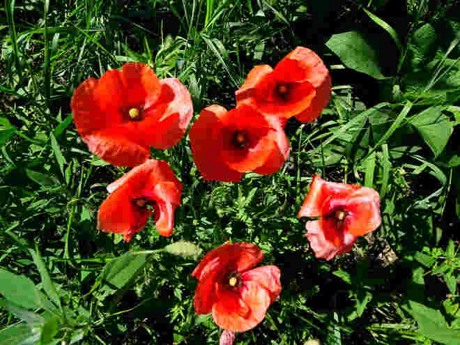 mohnblumen