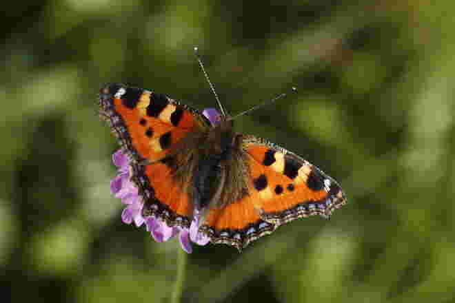 Schmetterling