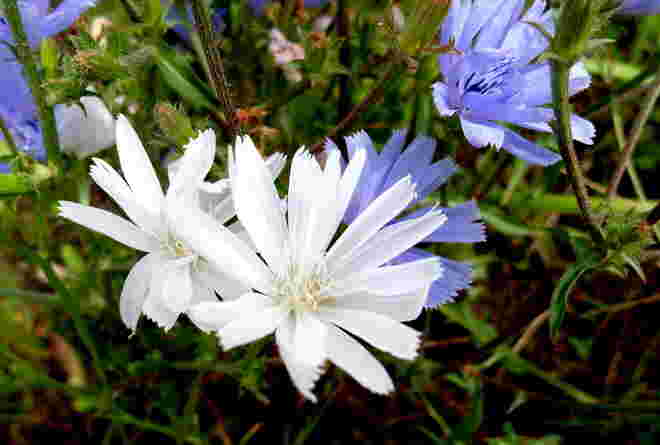 Wegwarte in Weiß und Blau