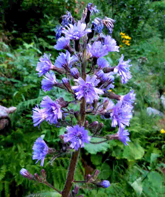 Alpen-Milchlattich (Cicerbita alpina)